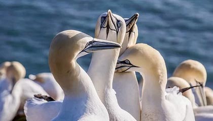 28圈.com-比亚迪正在评估入局F1